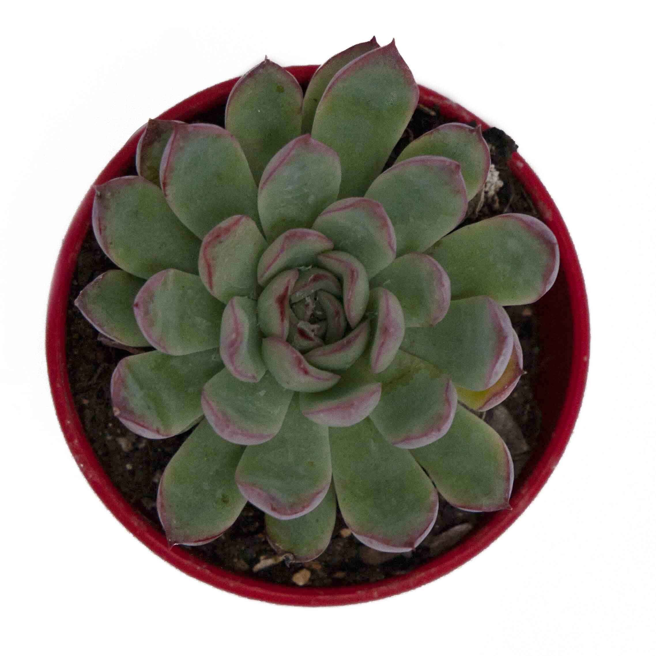 Succulents Online